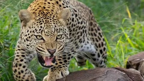 Nashik Leopard News : देवळालीत एकाच वेळी तीन बिबट्यांचे दर्शन, नागरिक भयभीत
