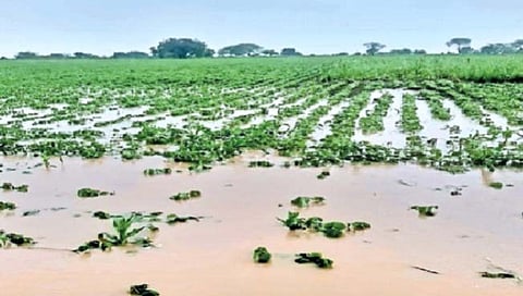Solapur flood 
