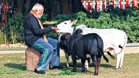 पंतप्रधानांच्या निवासस्थानी दिसल्या ‘या’ प्रजातीच्या गायी