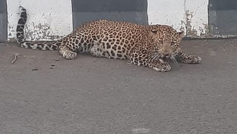 Nashik Leopard News : महामार्गावर बिबट्या जखमी अवस्थेत, वाहतुक खोळंबली