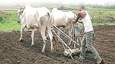 राज्यात रब्बीच्या 87 टक्के पेरण्या पूर्ण
