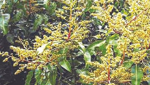 रत्नागिरी : अवकाळीने बागायतदार धास्तावले
