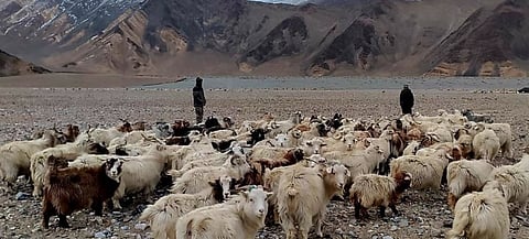 लडाखमधील मेंढपाळ पुन्‍हा एकदा प्रत्‍यक्ष नियंत्रण रेषेजवळ चराईसाठी मेंढ्या घेवून गेले. 