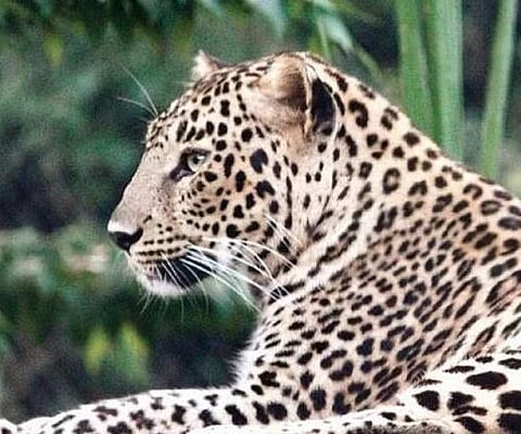 Leopard attack : पानशेत खोर्‍यात चार जनावरांचा फडशा; बिबट्यांच्या दहशतीने शेतीची कामे ठप्प