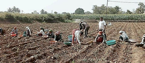 मजूरटंचाईचा शेतकर्‍यांना फटका