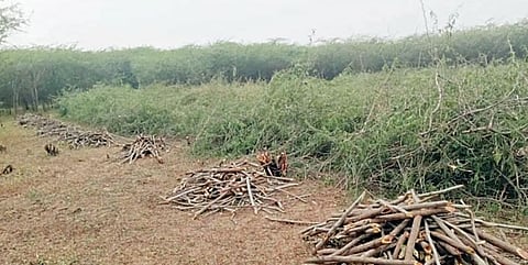 Pune : भीमा नदीपट्ट्यातील वनक्षेत्रात बेकायदा वृक्षतोड