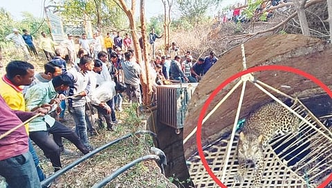 जायखेडा : बिबट्याच्या बचावासाठी शेतकऱ्यांनी दोरखंडाला खाट बांधत विहिरीत सोडली होती. त्यानंतर स्वतःचा बचाव करण्यासाठी खाटेवर स्वार झालेला बिबट्या. तर दुसऱ्या छायाचित्र बिबट्या पिंजऱ्यात शिरल्यानंतर विहिरीच्या बाहेर काढताना वनरक्षक, कर्मचारी व ग्रामस्थ.