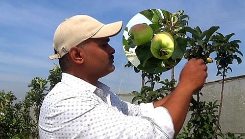Apple farming : द्राक्ष पंढरीत सफरचंदाची शेती, नाशिकच्या शेतकऱ्याचा प्रयोग यशस्वी 