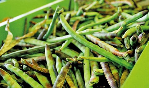 Green Vegetable