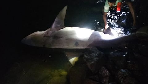 Mumbai News : शार्कच्या हल्याची महाराष्ट्रातील पहिली घटना; तरूणाच्या पायाचा लचका तोडला,  ‘या’ शहरातील थरार
