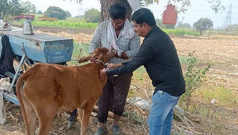परभणी: ‘दै. पुढारी’च्या बातमीचा इफेक्ट; पांगरा येथे पशूधनास लसीकरण