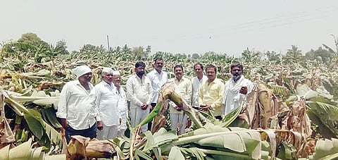 फळबागांचे अनुदान जमा होणार; गतवर्षी केळी बागांचे अतिवृष्टीने नुकसान