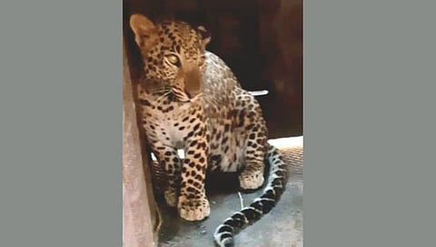 Leopard News : देवळाली कॅम्पला डरकाळी जेरबंद