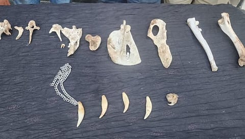 Nashik Leopard Hunting | धक्कादायक ! ठार मारलेल्या बिबट्याचे संशयिताच्या घरात सापडले अवशेष,  भोंदु बाबासाठी केली होती शिकार