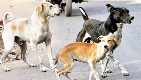 Stary Dog Bite  