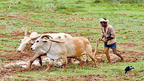 वर्षात दोन वेळा कर्ज उचल केलेल्या शेतकर्‍यांनाही प्रोत्साहनपर अनुदान