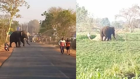 टस्‍कर हत्‍ती