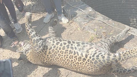 Ahmednagar News : अहमदनगरमधील नालेगाव परिसरात आढळला  मृत अवस्थेतील बिबट्या