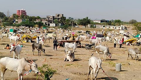 Sangali New