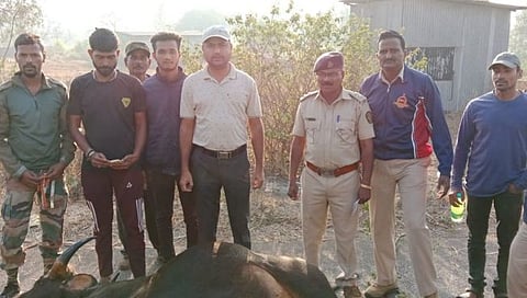 ट्रॅव्हल्‍सच्या धडकेत गव्याचा मृत्‍यू