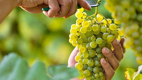 Grape cultivation
