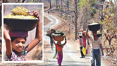 नाशिक : जंगलात मोहाच्या झाडांना बहरलेली मोहाची फुले गोळा करतांना आदिवासी बांधव. 