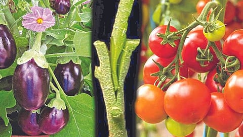एकाच झाडावर पाच प्रकारच्या फळभाज्या!