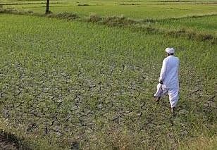 राज्यात दुष्काळी स्थिती! उन्हाळी भुईमूग, मूग, उडीद, सोयाबीनचा पेरा घटला