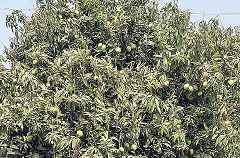 अवकाळी पावसाचा आंबा उत्पादनाला फटका! कैर्‍यांच्या प्रमाणात घट