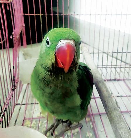 अलेक्सेंडर पोपटाची तस्करी करणारे वन अधिकार्‍यांच्या सापळ्यात..