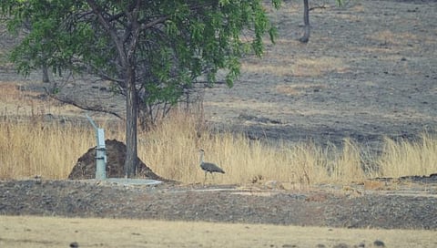 Maldhok resurvey |