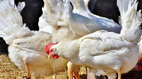 Chicken-Egg Rates