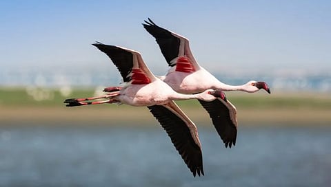 Flemingo Birds