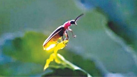 Fireflies 