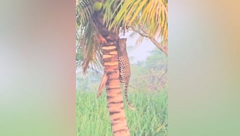 पुणे : वडगाव आनंद येथील नारळाच्या झाडावरील बिबट्या कॅमेऱ्यात कैद