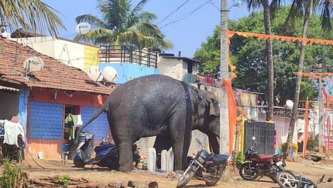 चाळोबा गणेश हत्ती अखेर जंगलात परतला