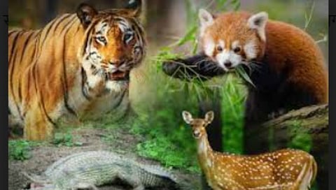  Nagjira Tiger Reserve