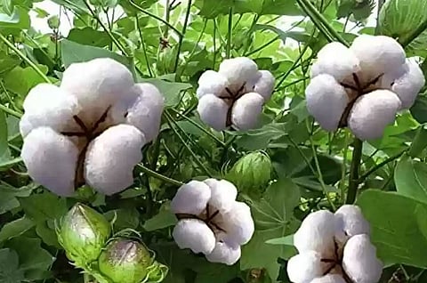 कापूस बियाण्यांची जादा दराने विक्री केल्यास कारवाई!