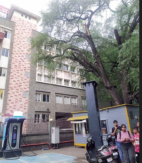 पालिकेच्या दारातच होर्डिंग; फलकासाठी झाडाच्या तोडल्या फांद्या