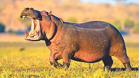 पाणघोड्याचे दूध गुलाबी असते?