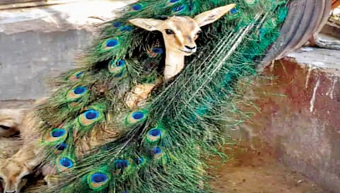 महाराष्ट्रासह ८ राज्यांत ५ दिवस उष्णतेचा ‘रेड अलर्ट’
