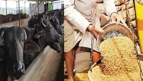 माणसांच्या ताटातील घास जनावरांच्या पोटात!