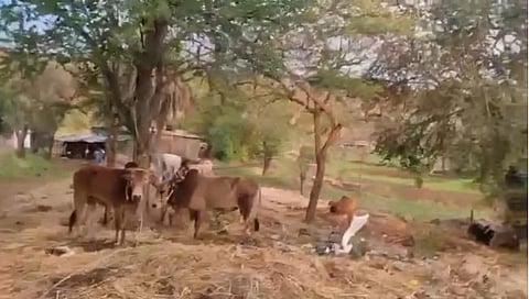 नाशिक : मालेगाव कृऊबा आवारात आढळली बांधून ठेवलेली बेवारस 97 गोवंश जनावरे