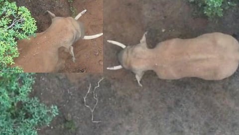  हसणेच्या जंगलात टस्कर तळ ठोकून आहे.   