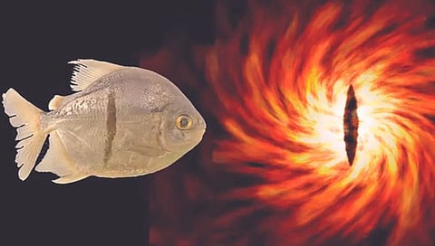 piranha fish
