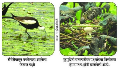Birds in  Raigad 