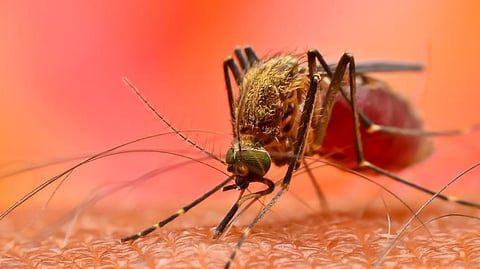 Dengue cases