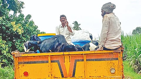 Sangli Flood News