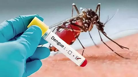  dengue 