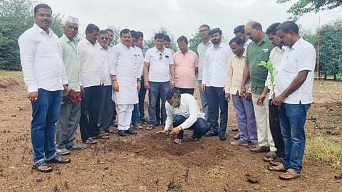 
Plantation